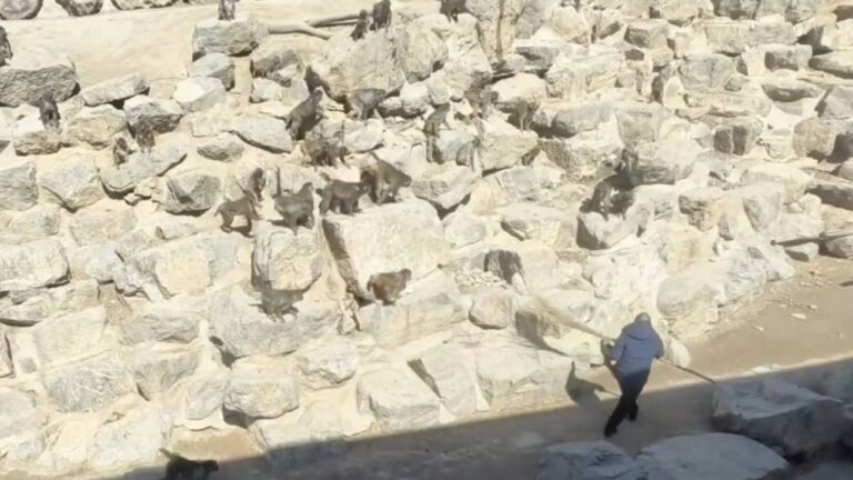 山西動物園小猴失足墮地身亡 猴群誤會阻管理員處理