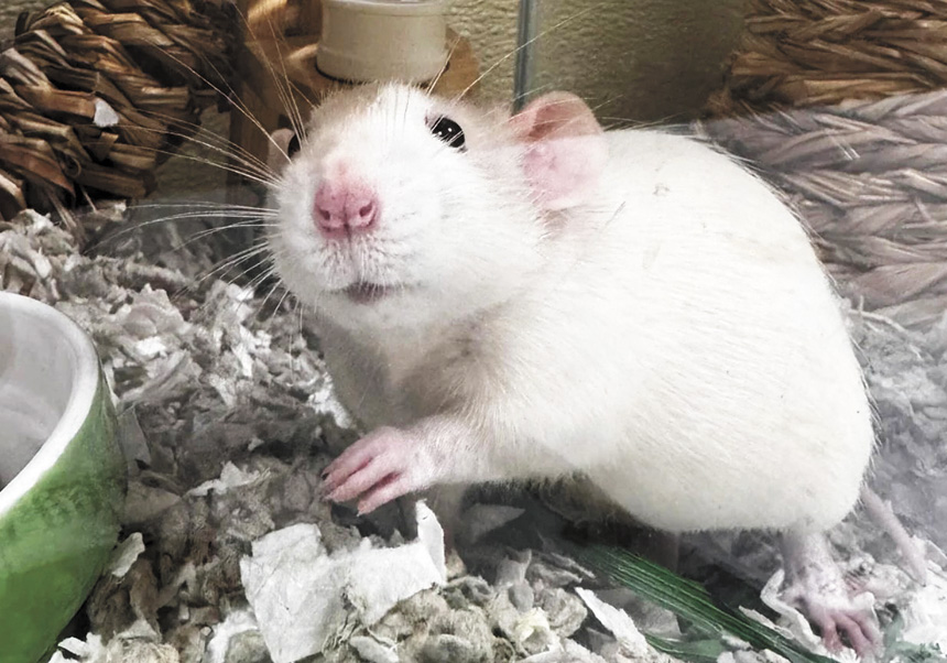 MSPCA-Angell發布的等待領養老鼠的照片。