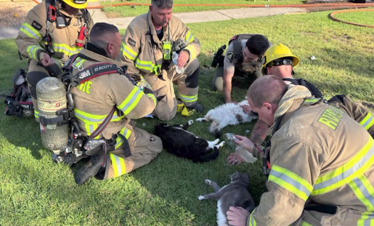 影片直擊：加州公寓大火後 消防員跪地為貓咪實施人工呼吸