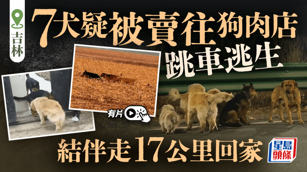 吉林七犬被盜後集體脫逃 結伴跋涉17公里返家