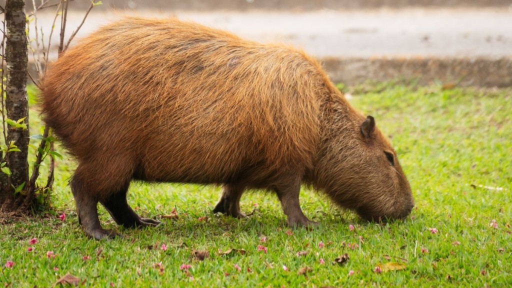 大學生寵物咖啡店兼職遭水豚咬傷 法院判僱主須賠償