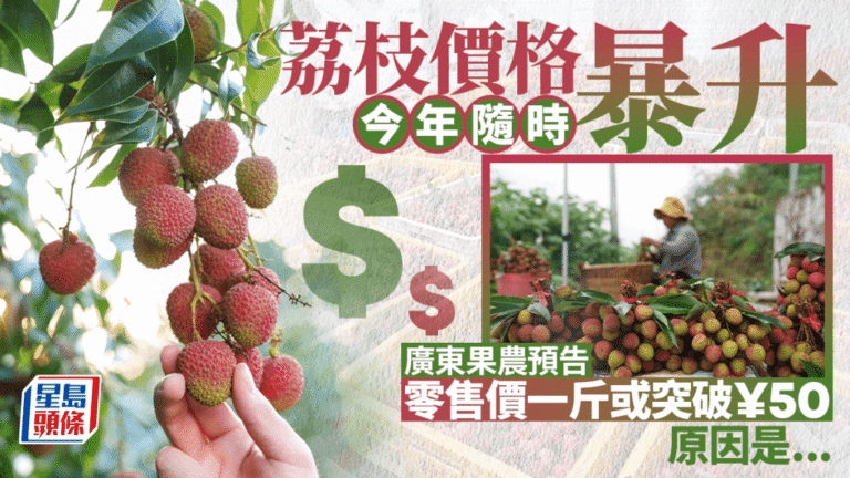 廣東荔枝減產成定局 桂味糯米糍價格料大幅上漲