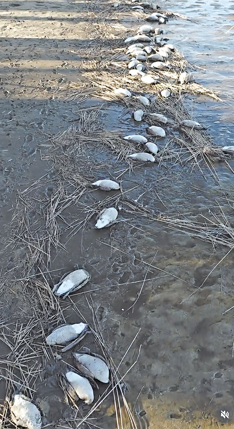 南安普敦池塘周邊出現數百隻鵝屍。 southforksalt instagram圖片