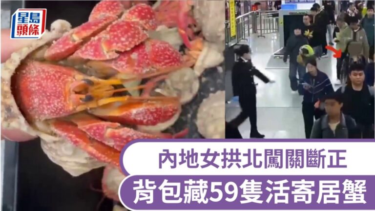 拱北口岸截獲59隻活體寄居蟹 內地女子背包藏匿闖關