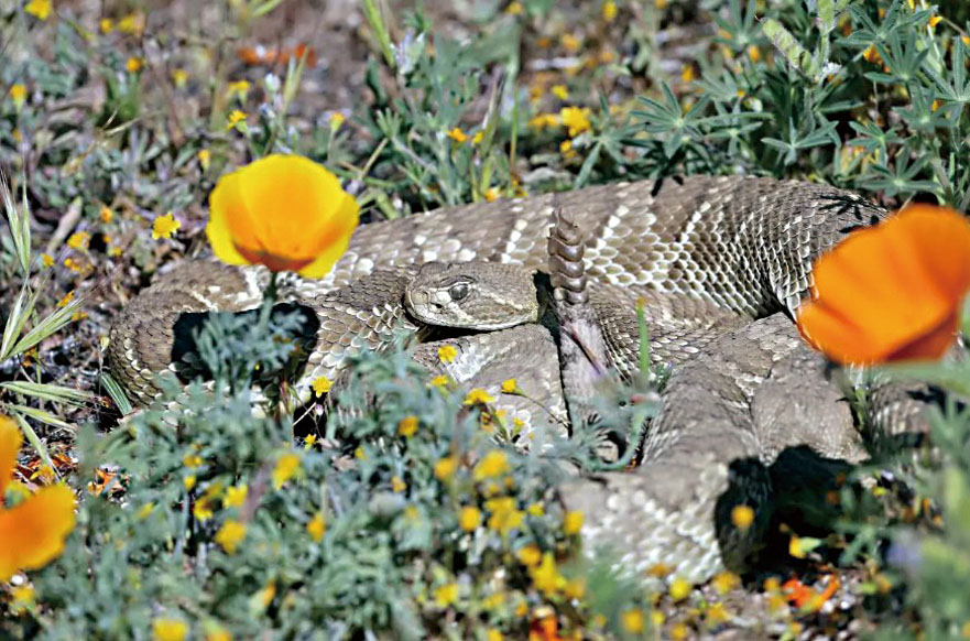 南加州發生近期第二宗響尾蛇咬傷致死事件。資料圖片/洛杉磯時報