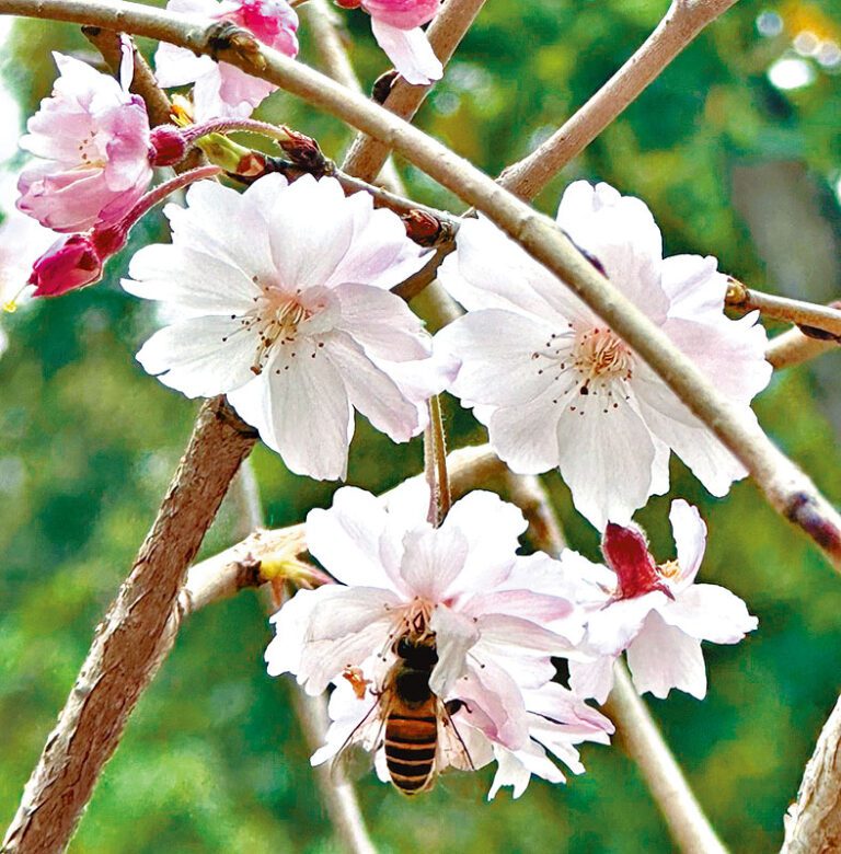 春花燦爛天水圍