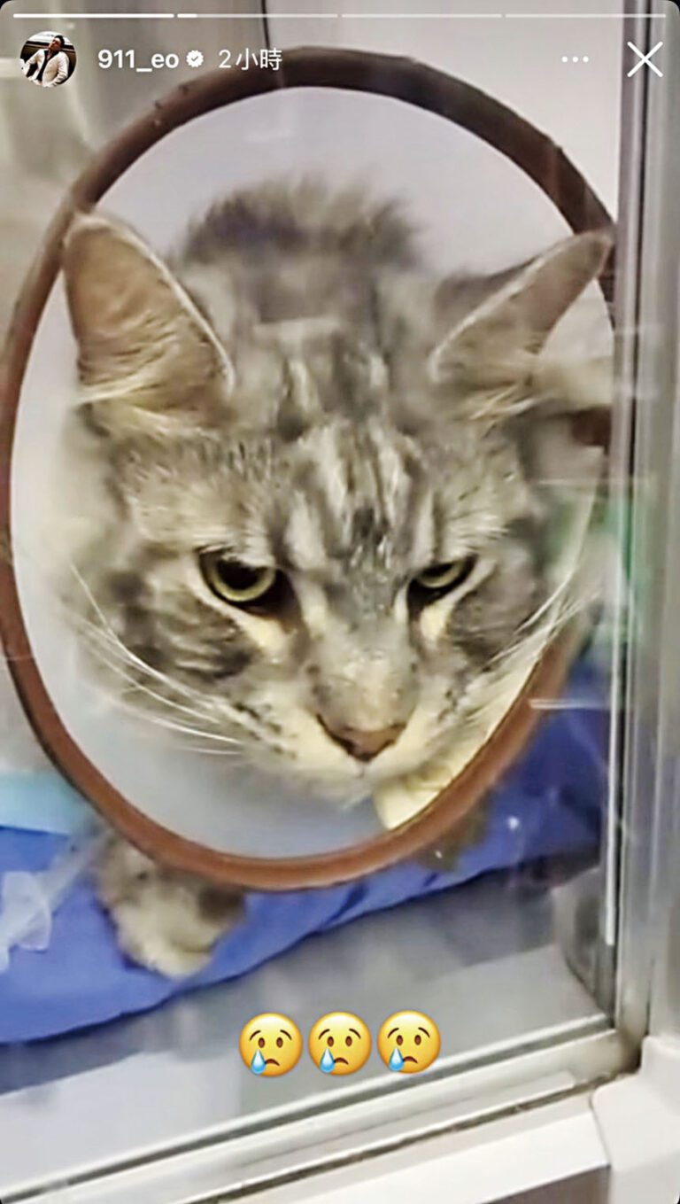 春風的愛貓緊急開刀。網上圖片
