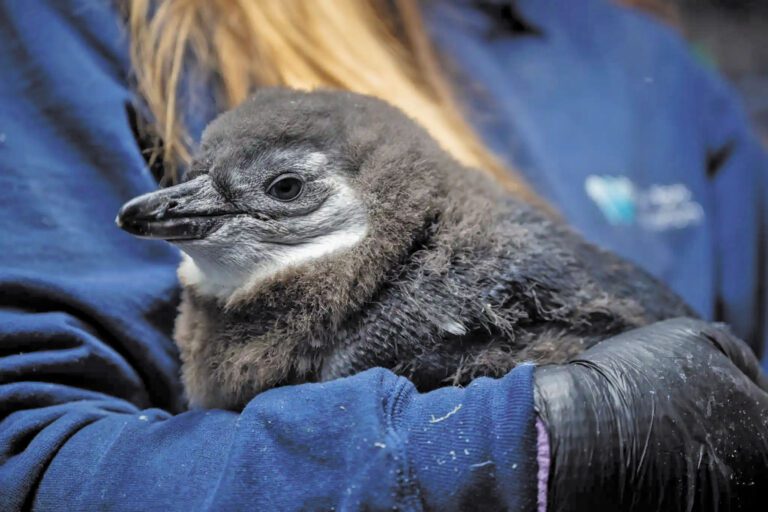 逐漸成長的非洲企鵝幼崽。