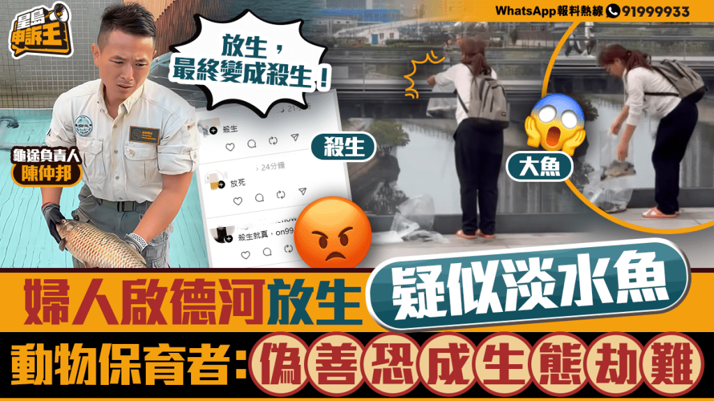 啟德河不當放生事件 保育專家指外來物種威脅生態