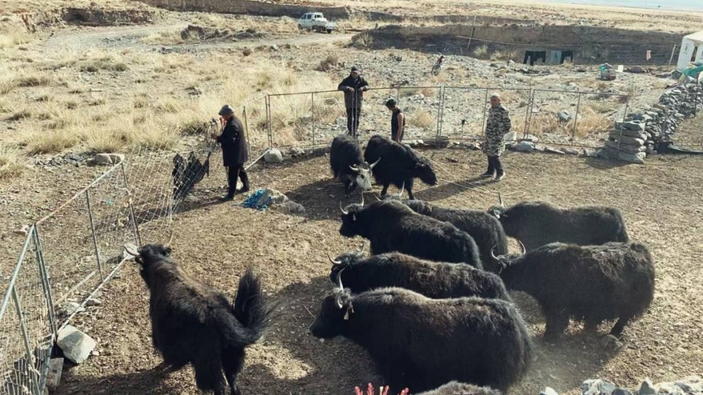 進口肉低價衝擊青海牧業 紀錄片導演焦小芳探討牧民轉型困境