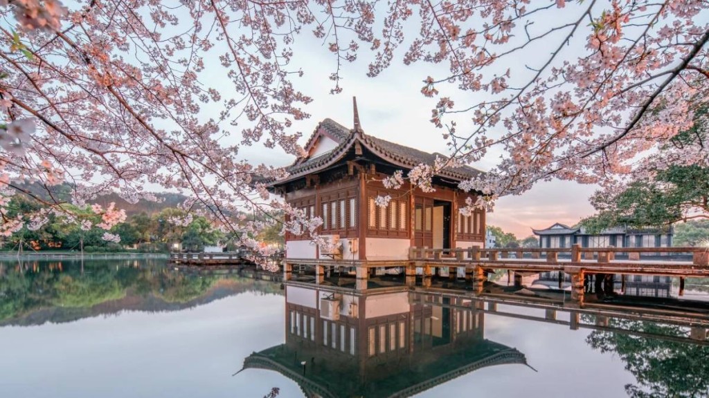 杭州櫻花盛放 錢塘江岸迎來粉紅花海