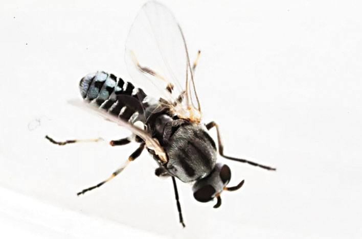 成年黑蠅特寫照。當前，聖蓋博谷山麓地區的黑蠅活動十分活躍。聖蓋博谷蚊蟲防治局