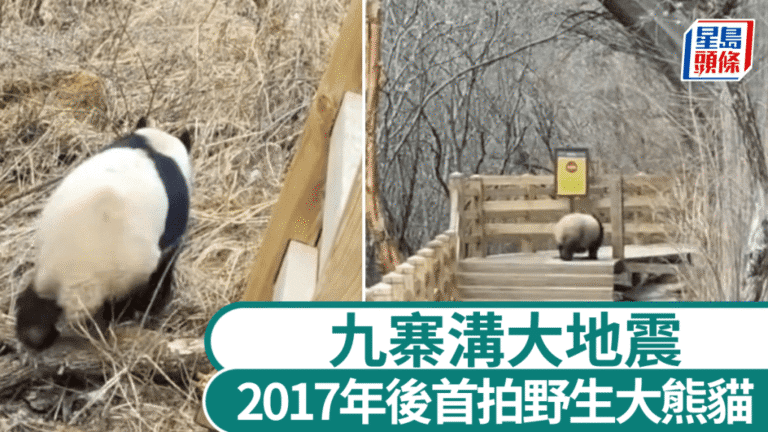 九寨溝地震後首現野生大熊貓 棧道漫步影像曝光