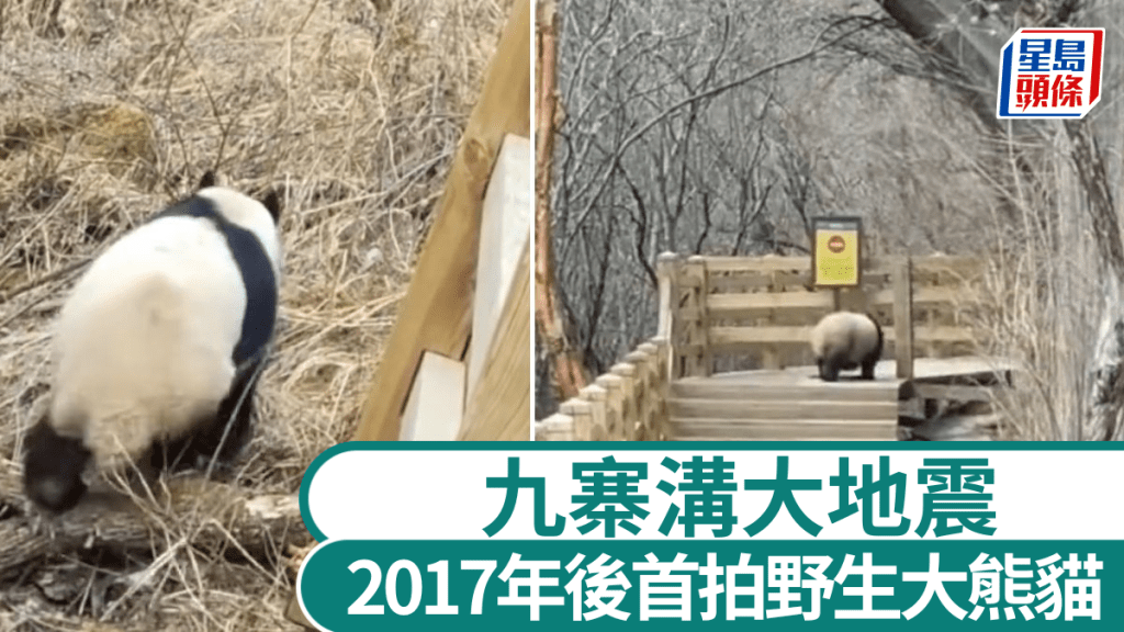 九寨溝地震後首現野生大熊貓 棧道漫步影像曝光