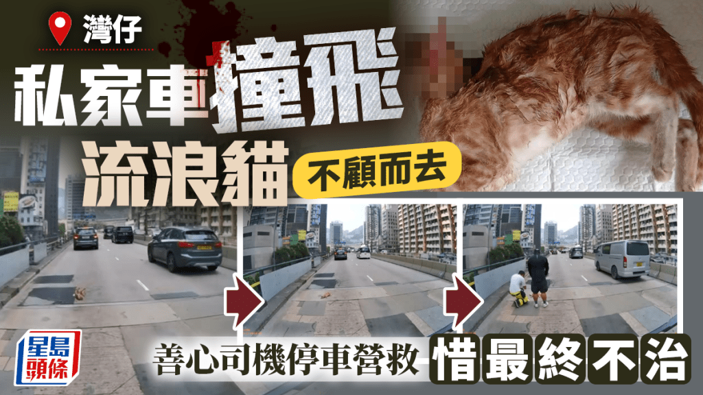 灣仔私家車撞斃流浪貓後不顧而去 警列交通意外調查