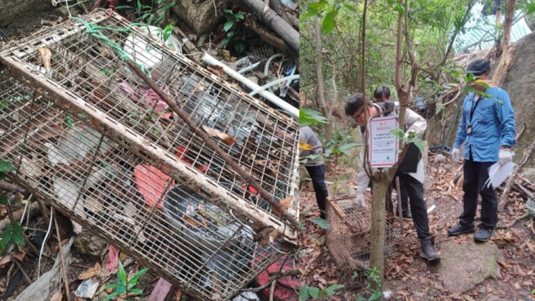 黃大仙後山發現捕獸籠 漁護署聯同警方行動移除
