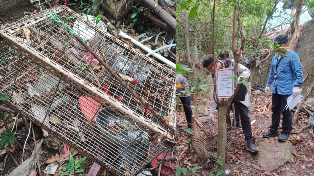 黃大仙後山發現捕獸籠 漁護署聯同警方行動移除