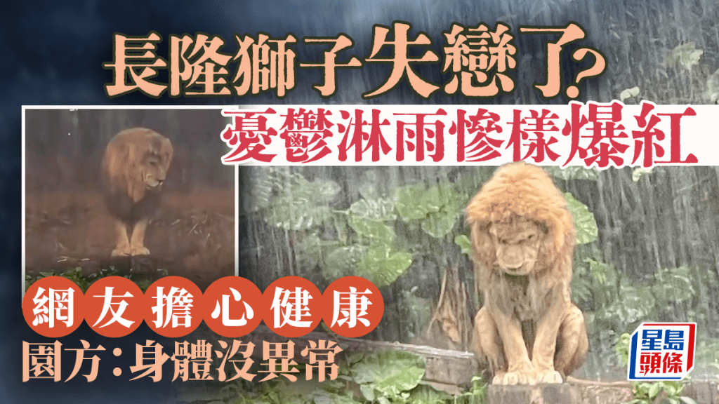 廣州長隆獅子雨中靜立引關注 園方確認其健康無虞