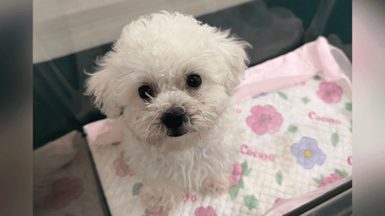 海關落馬洲截查旅客 檢獲背包走私犬隻拘捕六旬婦