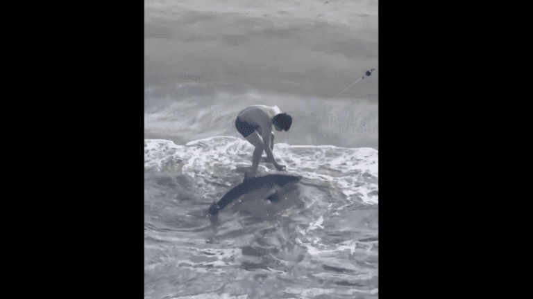 南加海灘釣魚釣到大白鯊!! 釣魚勇士徒手解救放生｜有影片