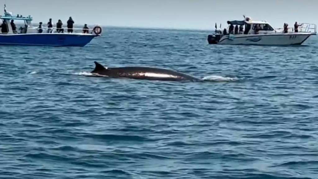 廣西潿洲島觀鯨亂象頻生 遊艇過度追堵致布氏鯨周身傷痕