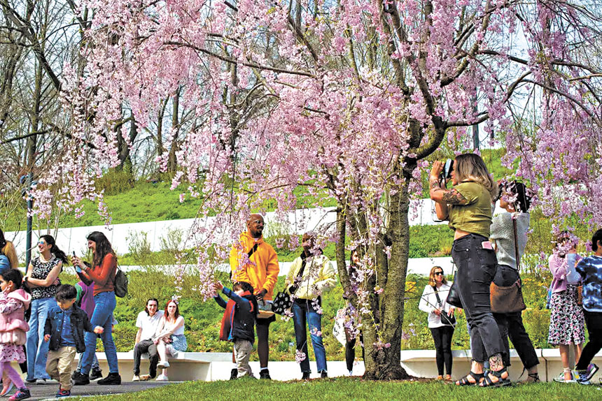 布碌崙植物園是全市其中一個賞櫻的最佳地點。