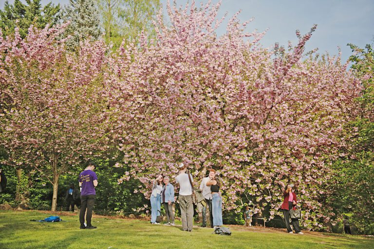 紐約市迎來春暖花開，數以萬計的櫻花樹已開始綻放。Kholood Eid/紐約時報