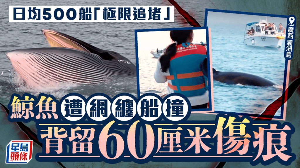廣西潿洲島觀鯨活動過度干擾 船隻違規近距離圍堵恐傷鯨群