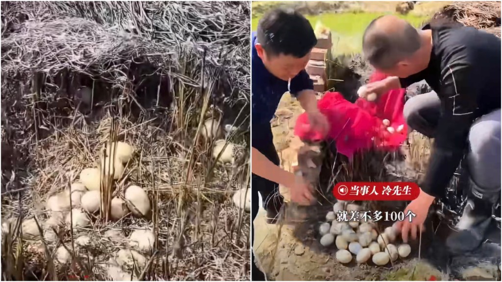 江西民眾掃墓清理雜草 於祖墳旁發現近百枚鴨蛋