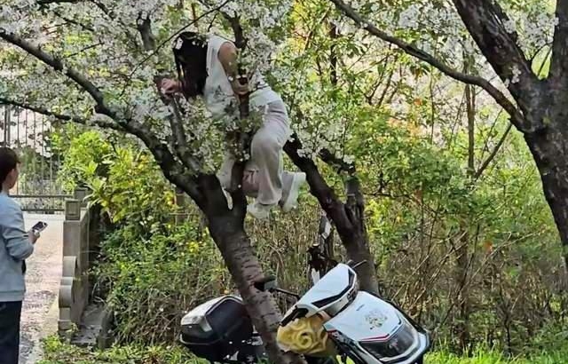 上海顧村公園櫻花樹遭遊客攀爬壓斷 園方籲文明賞花