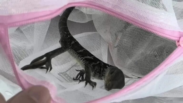 拱北口岸截獲50隻活體帆蜥 內地旅客走私被查