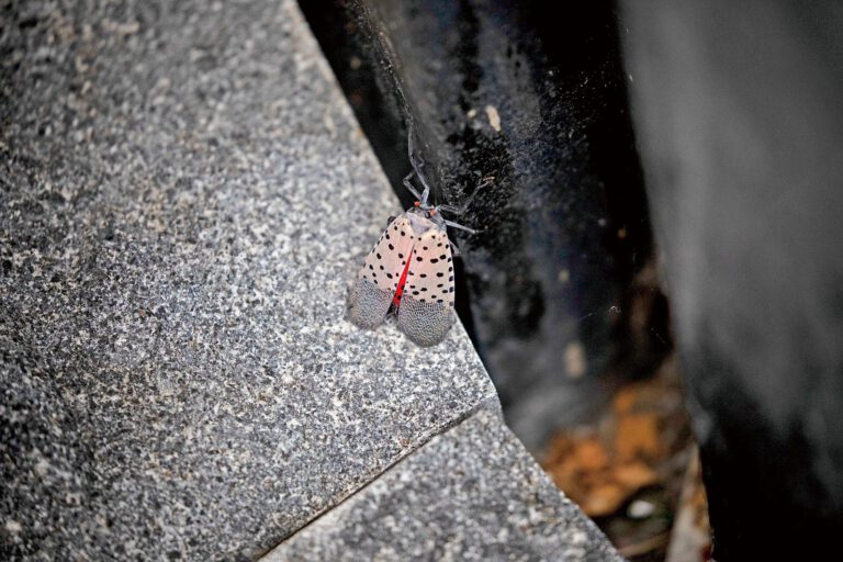 斑衣蠟蟬源自中國， 2020年侵入紐約，目前全州62個縣已有半數淪陷。 Dave Sanders/紐約時報