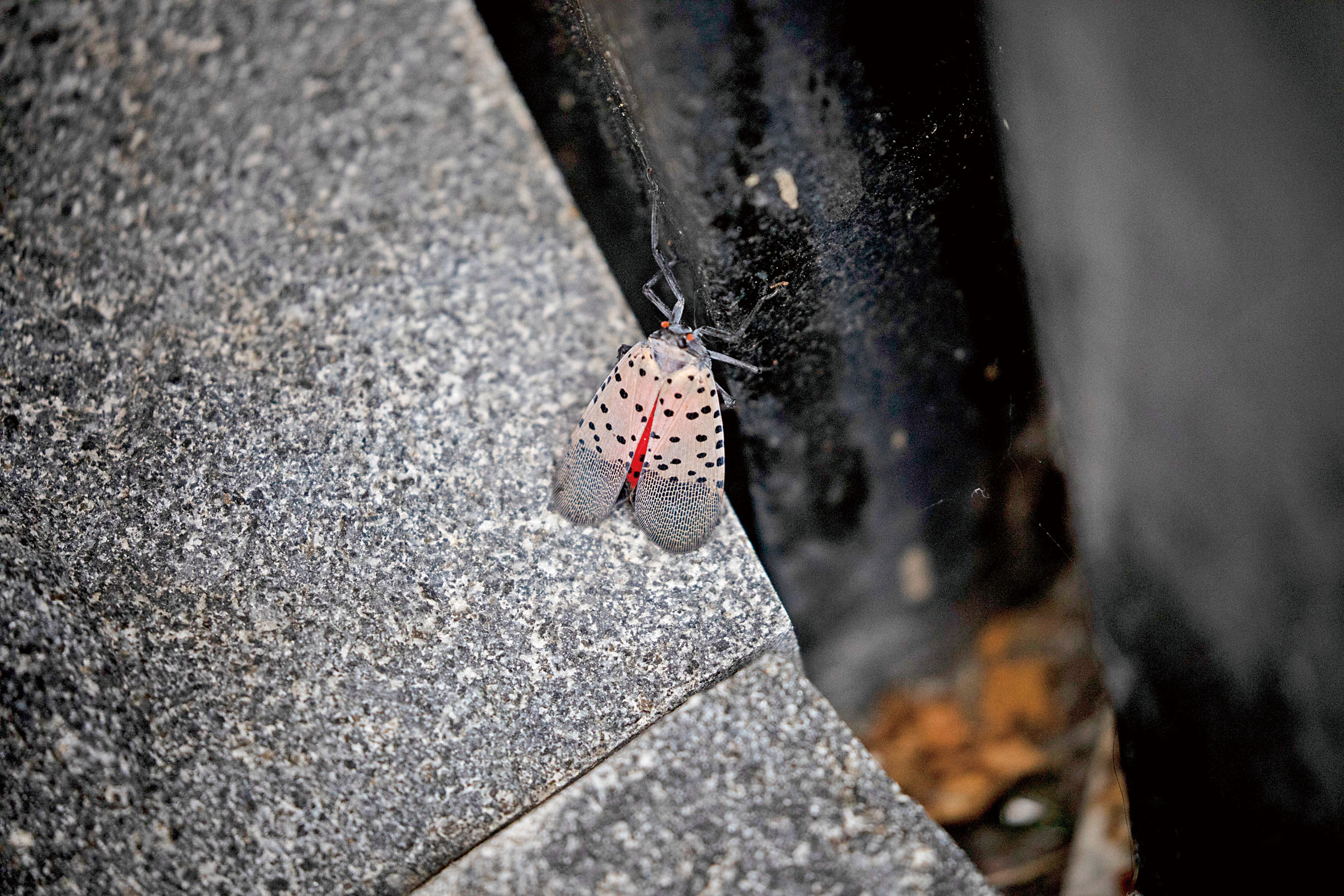 斑衣蠟蟬源自中國， 2020年侵入紐約，目前全州62個縣已有半數淪陷。 Dave Sanders/紐約時報