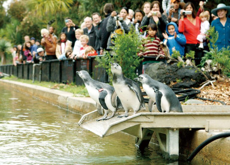 三藩市動物園獲市府提供貸款。美聯社資料圖片