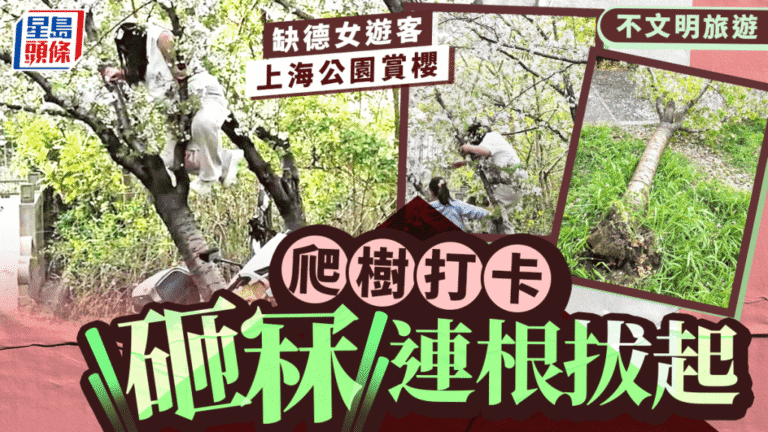 上海顧村公園櫻花樹遭遊客攀爬壓斷 園方已尋獲當事人