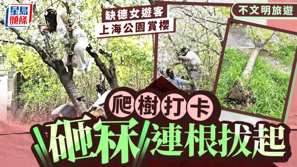上海顧村公園櫻花樹遭遊客攀爬壓斷 園方已尋獲當事人