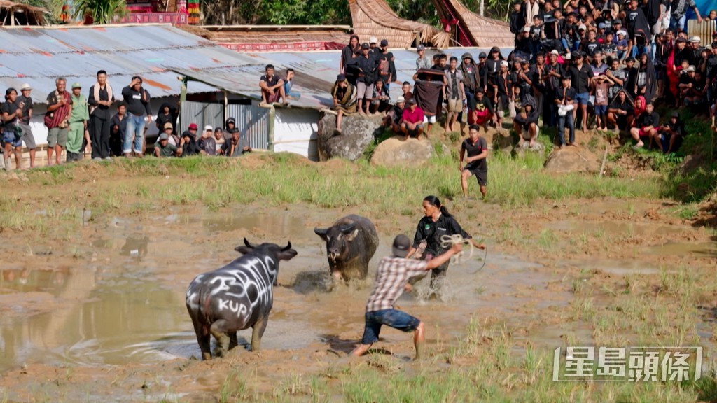 眾人隨後轉到田中觀看水牛戰，場面激烈，甚至出現水牛頭破血流的情況。
