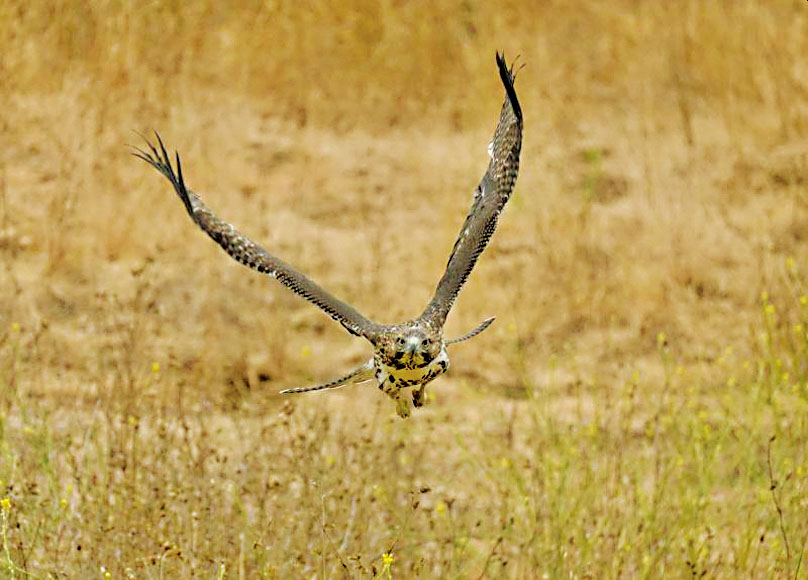 2025年「攝影新秀」類獲獎作品是Kyle Quan拍攝的幼年紅尾鷹。Midpen提供