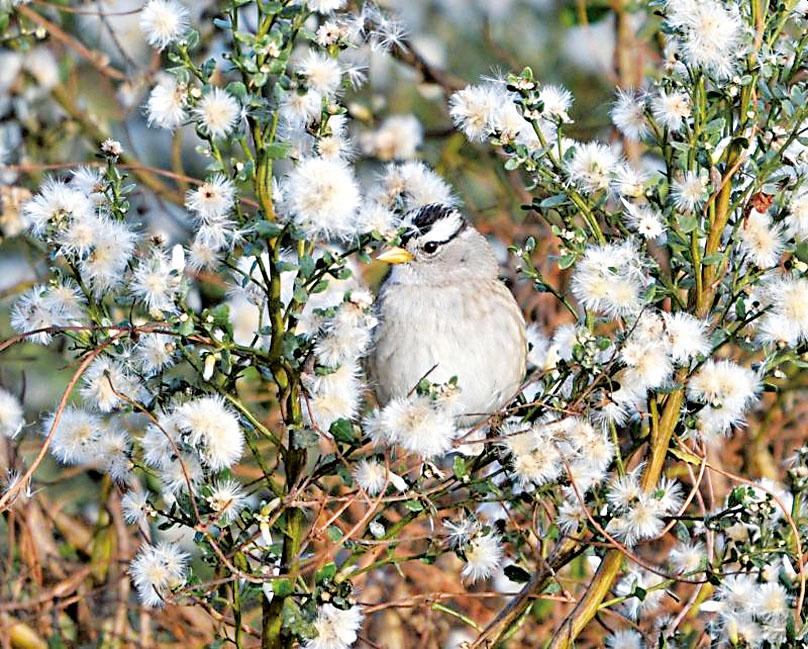 2025年「植物」類獲獎作品是Robert Slate拍攝的郊狼灌木花叢中藏身一頭白冠雀。Midpen提供