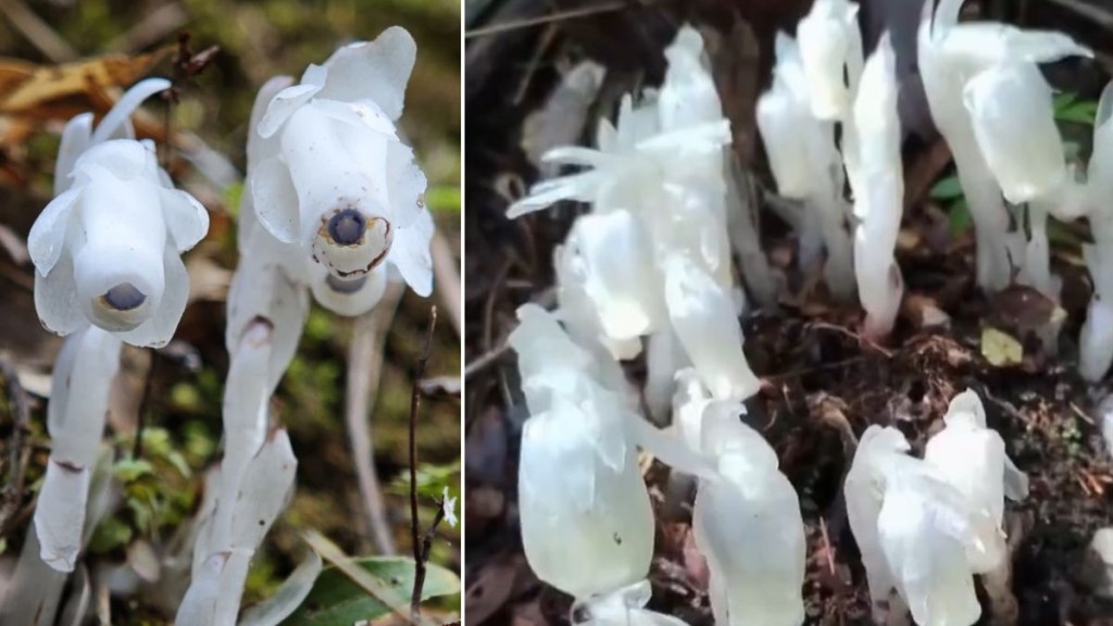 湖南南山國家公園發現逾400株珍稀水晶蘭 每年僅短暫現身地表