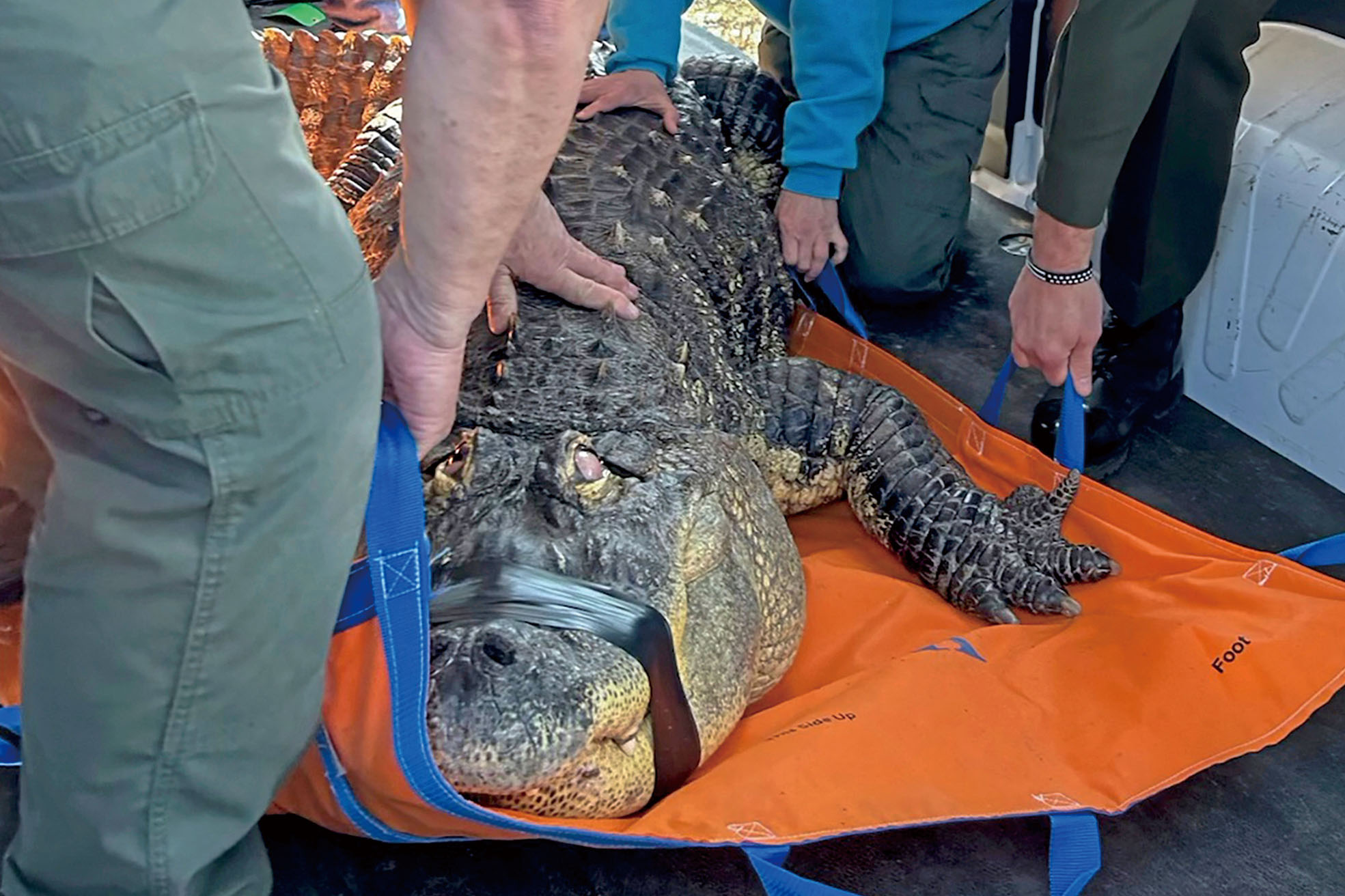 短吻鱷「阿爾伯特」一直被養在卡瓦拉羅家中的室內泳池。美聯社