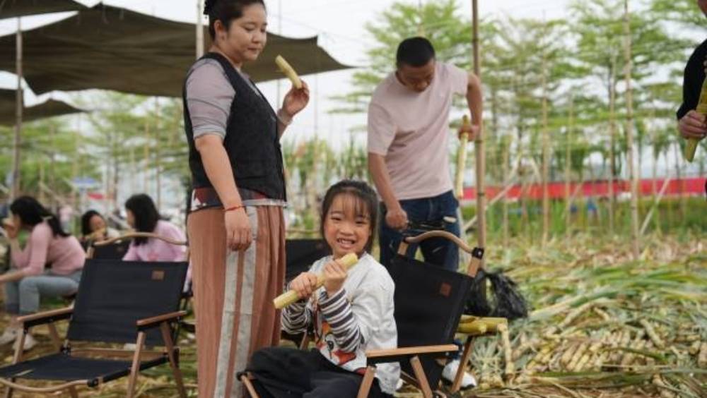 廣州甘蔗滯銷 蔗農推低價促銷 景區創新助農變「登山杖」