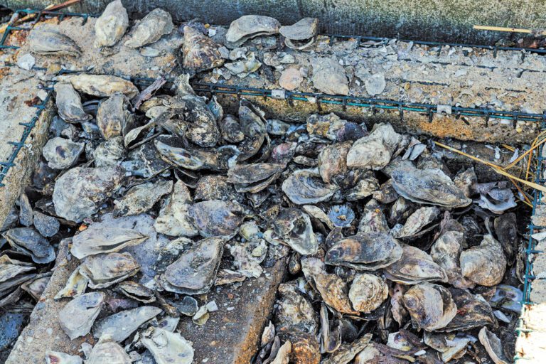 有長島蠔農表示，經濟損失估計達七位數。 Janice Chung/紐約時報