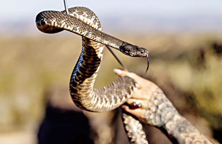 在加州沙漠小鎮蘭德斯(Landers)，一名響尾蛇捕手捕獲一條南太平洋響尾蛇。洛杉磯時報