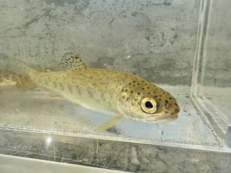 州府兩年前撥出的一次性瀕危鮭魚復育資金，現已基本枯竭，圖為科學家捕獲鮭魚幼魚為研究之用。美聯社