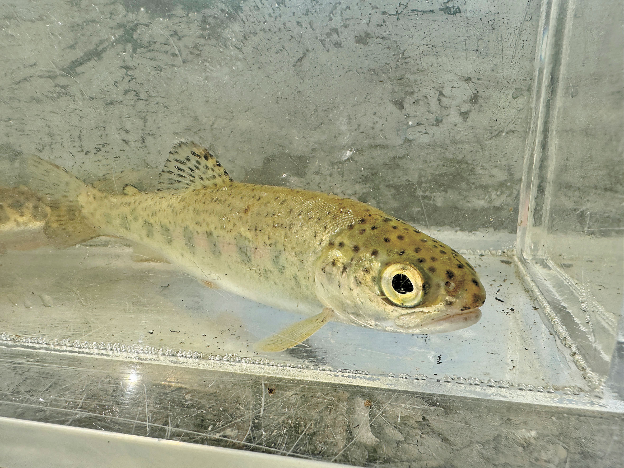 州府兩年前撥出的一次性瀕危鮭魚復育資金，現已基本枯竭，圖為科學家捕獲鮭魚幼魚為研究之用。美聯社