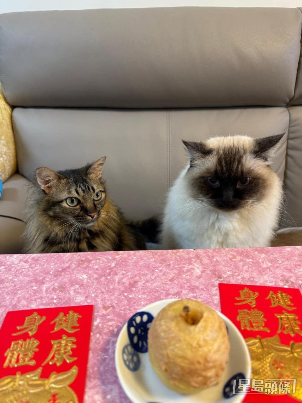 吳業坤夫婦目前專心飼養寵物。