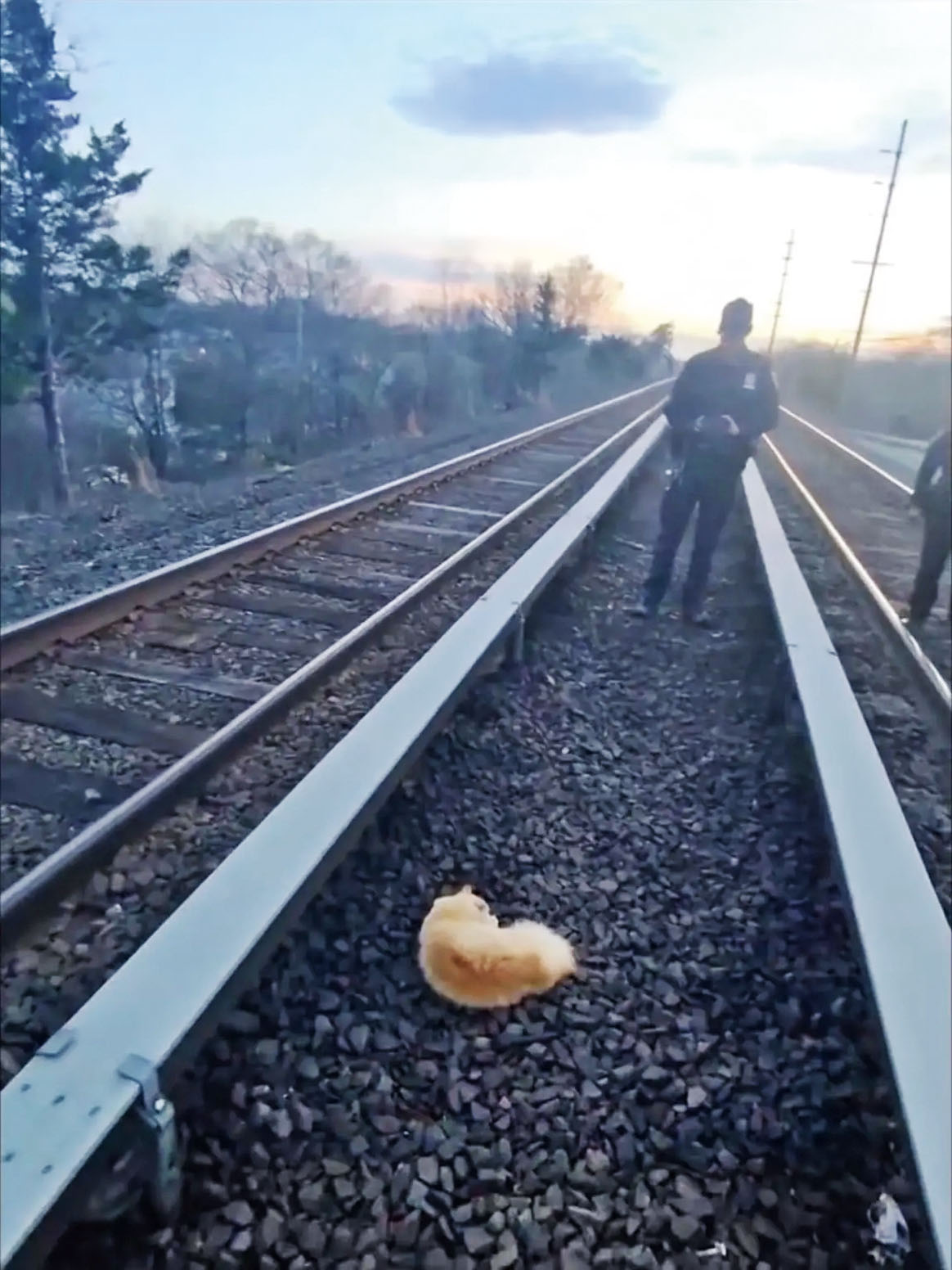 列車司機與救援人員合力下，順利從路軌救出橘貓。 John Debacker臉書圖片