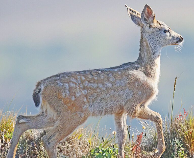 當局提醒民眾，無需救助野生幼鹿。加州漁類野生動物局