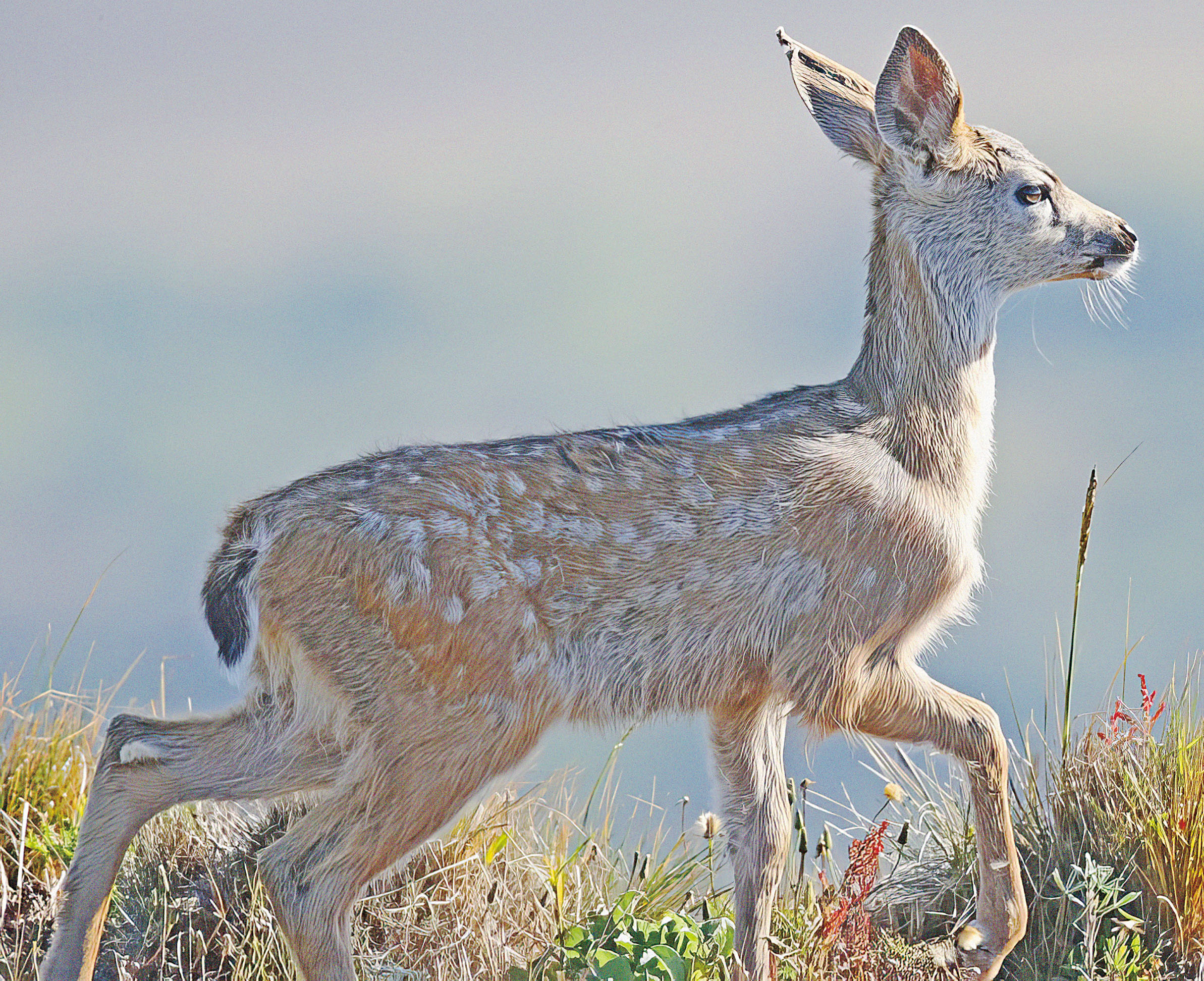 當局提醒民眾，無需救助野生幼鹿。加州漁類野生動物局